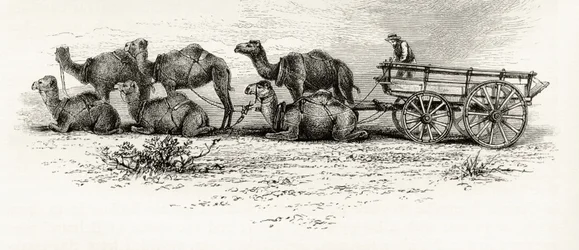 Kamele zum Transport von Materialien durch die Wüste in Australien, ca. 1880, aus 